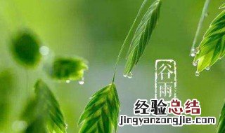 谷雨是哪天几月几号 谷雨是哪天