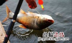 钓鲢鳙温度最低要多少度 钓鲢鳙温度最低要多少