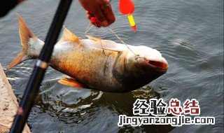 钓鲢鳙温度最低要多少度 钓鲢鳙温度最低要多少
