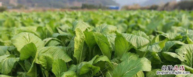 春菜与芥菜的区别图片 春菜与芥菜的区别