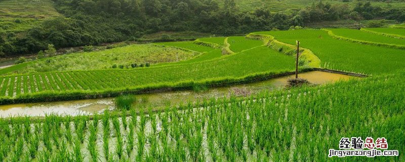 咯菌腈主要防治什么病i 咯菌腈主要防治什么病