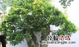 园林树木的栽植程序是什么 园林树木的栽植