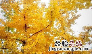 什么季节树叶黄的最早 什么季节树叶黄