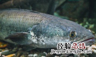 黑鱼什么季节和时间出来 黑鱼在什么季节最活跃