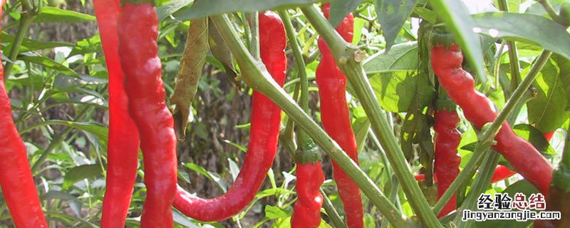 秦椒是什么椒 秦椒是花椒吗