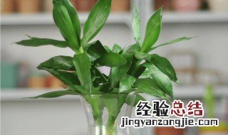 剖析七条富贵竹风水摆放禁忌 家里放富贵竹风水好吗