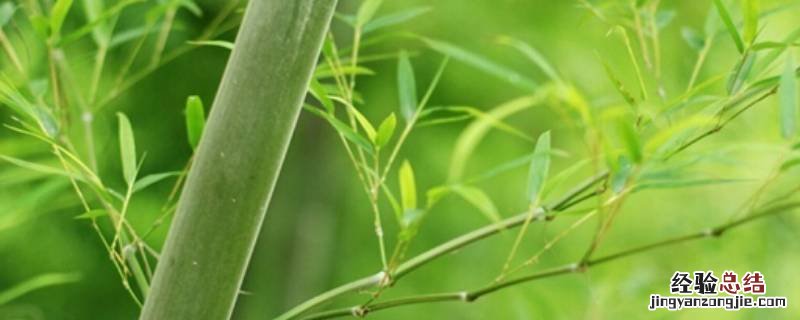 竹子能做成什么东西这些东西有什么用处 竹子能做成什么东西