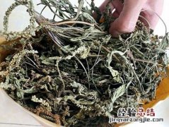 车前草煮水喝有什么作用与功效 车前草