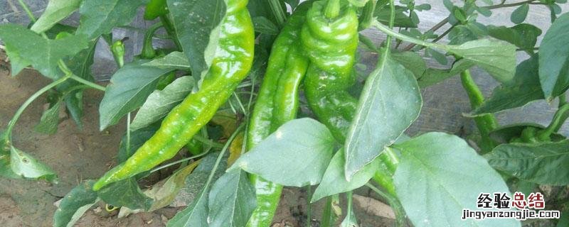 螺丝椒又叫什么 螺丝椒又叫什么椒