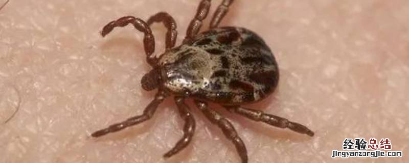 蜱虫会生活在家里吗 蜱虫会在家里繁殖吗