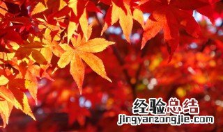 关于秋天景色的诗句 关于秋天景色的诗句三年级