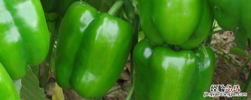 甜椒是什么椒 甜椒是什么