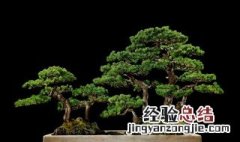 澳松盆景的养护与管理 澳松盆景如何修剪视频