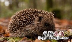 刺猬怎么养才会不逃跑 刺猬怎么养才不会臭