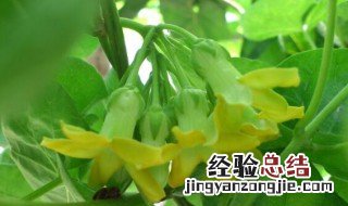 夜来香花可以吃吗?对身体有害吗? 夜来香花能吃吗