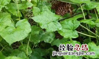 冬寒菜怎么做最好吃 冬寒菜怎么做好吃又嫩