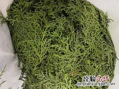 侧柏叶 侧柏叶治疗脱发的使用方法