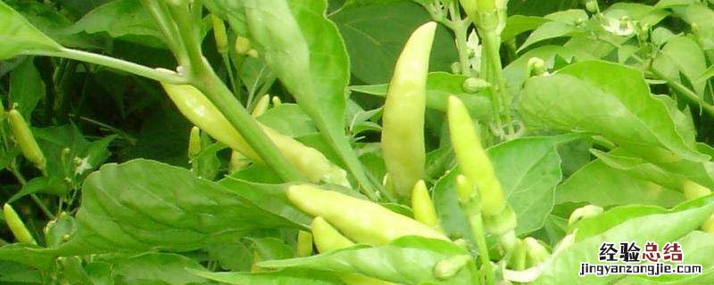 小米辣红色和绿色的区别 小米辣红的好还是绿的好