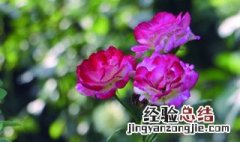 月季花哪个季节适合移栽 月季花哪个季节适合移栽种植