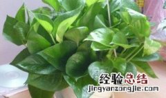 家里绿萝的摆放禁忌 绿萝的摆放禁忌有哪些