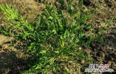防风的功效与作用，防风怎么吃 防风的功效与作用吃法百度百科