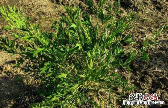 防风的功效与作用，防风怎么吃 防风的功效与作用吃法百度百科