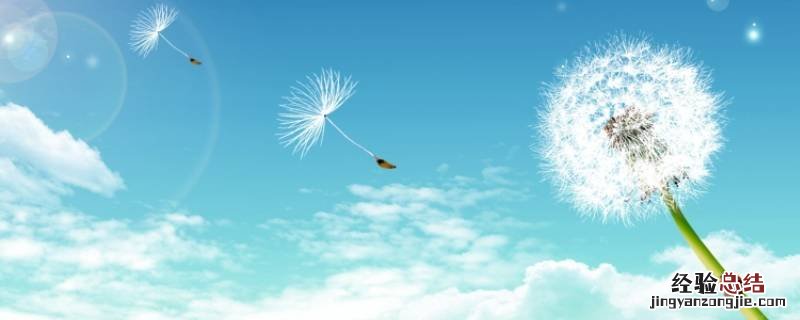 蒲公英毛球是蒲公英的什么? 蒲公英毛球是什么