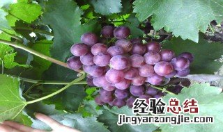 藤条果树有哪些? 藤条果树有哪些种类