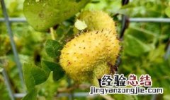 刺梨干的功效与作用可以美白吗 刺梨干的功效与作用
