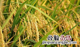 适合易涝多水的农作物 适合涝地的农作物