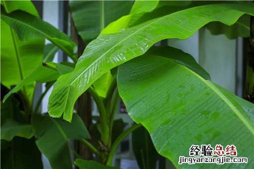 芭蕉的功效与作用是什么 芭蕉的功效区别