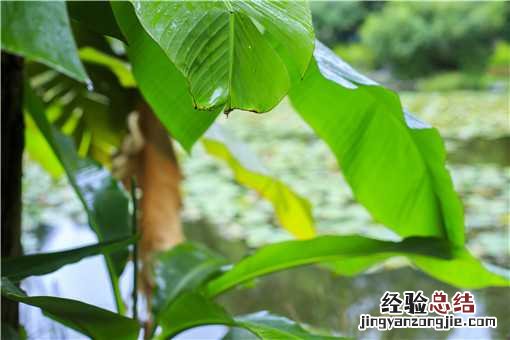 芭蕉的功效与作用是什么 芭蕉的功效区别