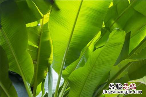 芭蕉的功效与作用是什么 芭蕉的功效区别