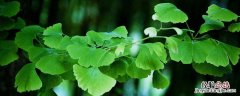 植物防冻剂有效果吗 植物抗冻剂有用吗