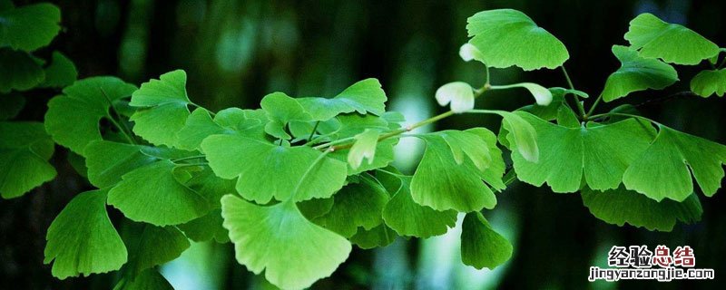 植物防冻剂有效果吗 植物抗冻剂有用吗