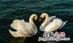 梦见鹅毛是什么意思 梦见很多大白鹅