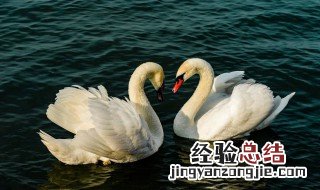 梦见鹅毛是什么意思 梦见很多大白鹅