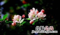 谷雨节气的时候海棠花会开放吗 谷雨节气的时候海棠花会开