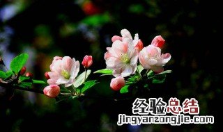 谷雨节气的时候海棠花会开放吗 谷雨节气的时候海棠花会开
