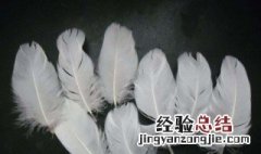 鹅毛代表什么意思啊 鹅毛代表什么意思