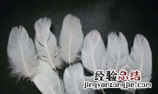 鹅毛代表什么意思啊 鹅毛代表什么意思