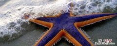 海星吃黄的还是绿的 海星里面的黄能吃吗
