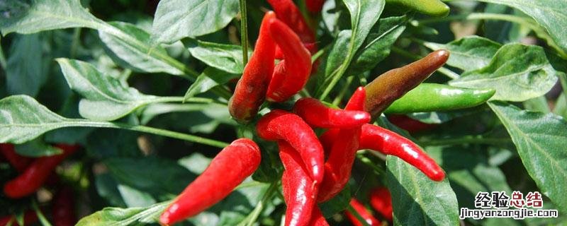朝天椒怕冷吗 朝天椒耐寒吗