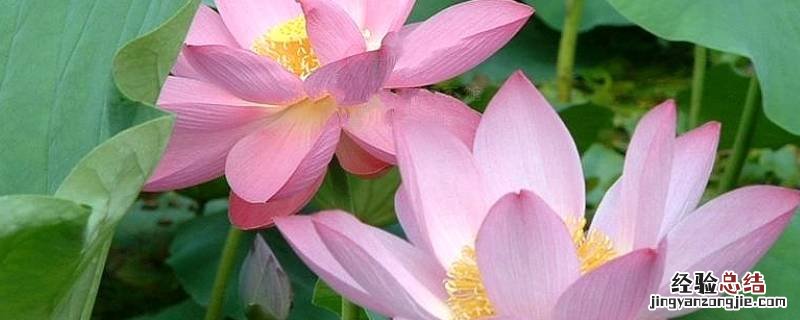 荷花特点和象征 荷花是什么样的象征