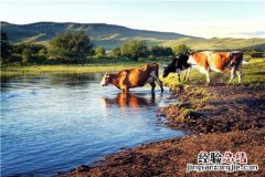 1500斤西门塔尔牛能出多少肉 西门塔尔牛500斤多少钱