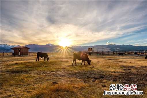 1500斤西门塔尔牛能出多少肉 西门塔尔牛500斤多少钱