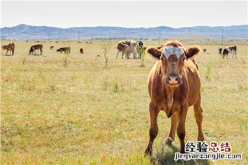 1500斤西门塔尔牛能出多少肉 西门塔尔牛500斤多少钱