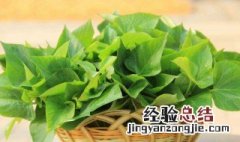 地瓜叶会苦是怎么回事 地瓜叶有点苦还能吃吗
