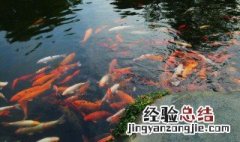酒糟养鱼怎么样? 酒糟养鱼技术