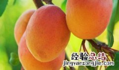 桃是哪个季节成熟的 桃是什么季节的食物